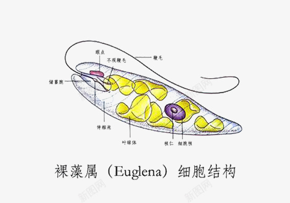 裸藻属的形态结构psd免抠素材_88icon https://88icon.com 水藻 藻植物 裸藻