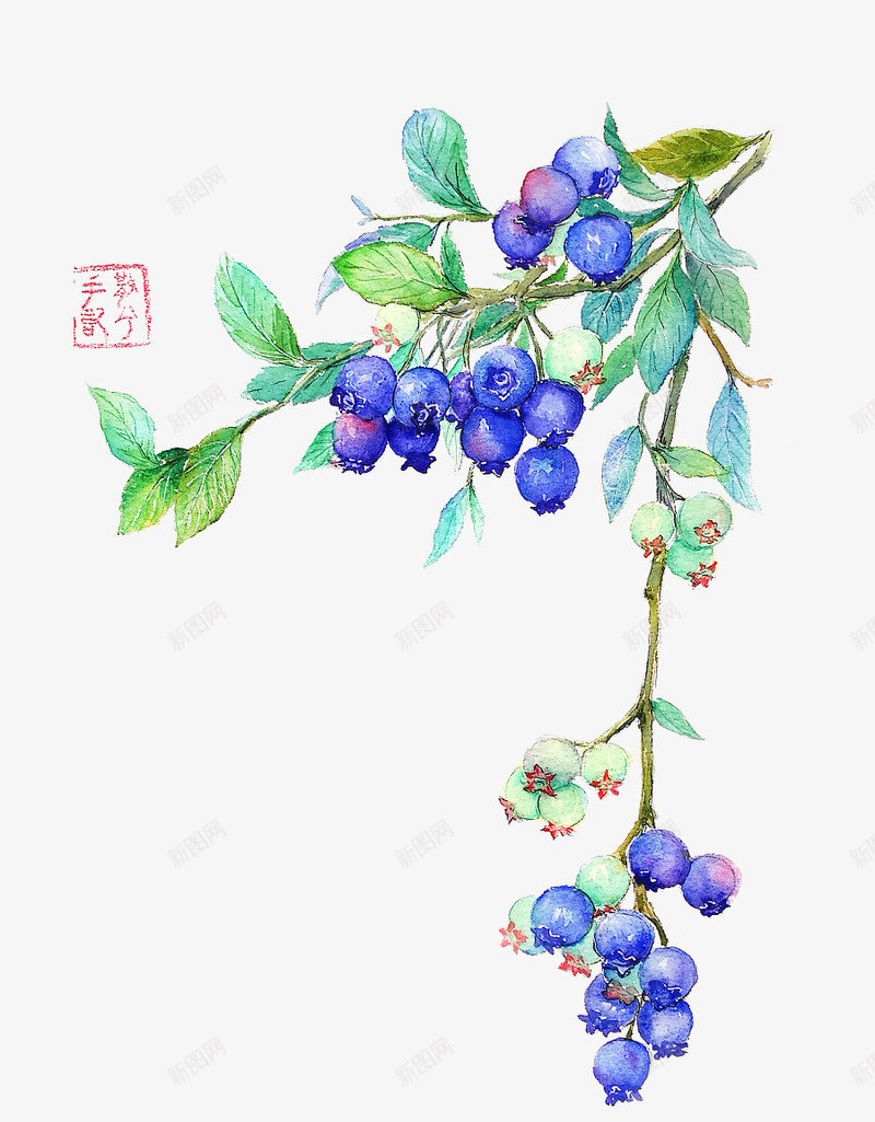 手绘植物png免抠素材_88icon https://88icon.com 叶子 植物 矢量装饰 蓝莓 装饰 装饰画