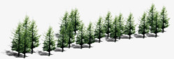 创意松树林摄影素材
