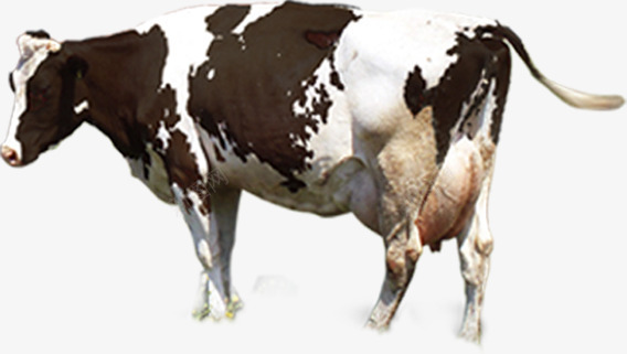 黑白斑点奶牛牧场png免抠素材_88icon https://88icon.com 奶牛 斑点 牧场 黑白