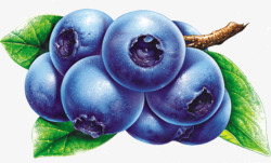 蓝色水果蓝莓素材