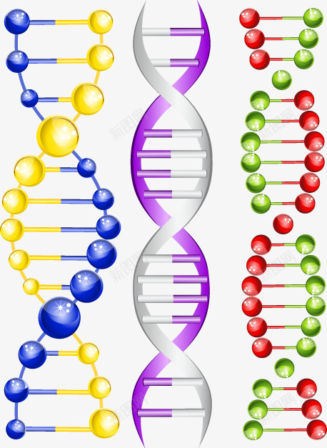 彩色基因结构矢量图eps免抠素材_88icon https://88icon.com 基因结构 彩色 装饰 矢量图