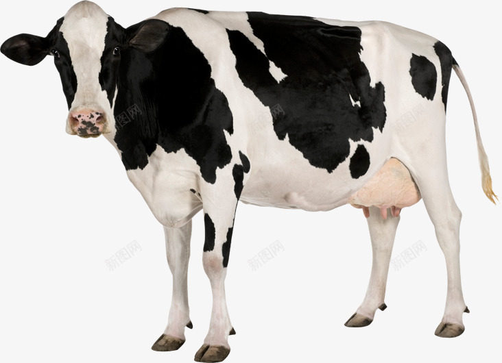 卡通站着的奶牛抠图png免抠素材_88icon https://88icon.com 免抠图 动物 奶牛 抠图 插画 站着的奶牛 装饰画