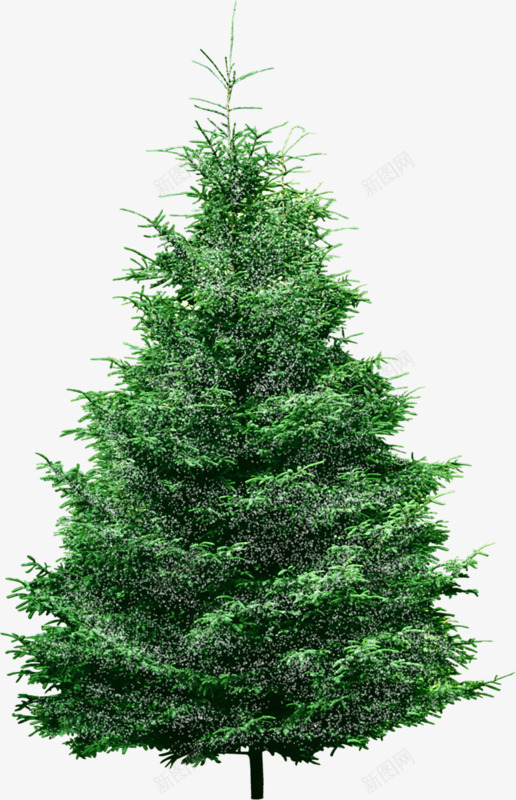 绿色的小松树png免抠素材_88icon https://88icon.com 松树 树 植物 绿色