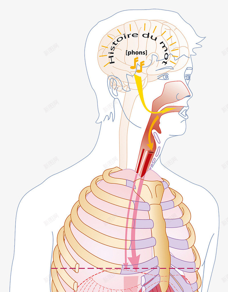 人体呼吸系统结构png免抠素材_88icon https://88icon.com 呼吸道 肋骨 胸腔 胸骨 鼻腔