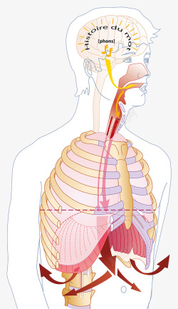 人体呼吸系统结构素材
