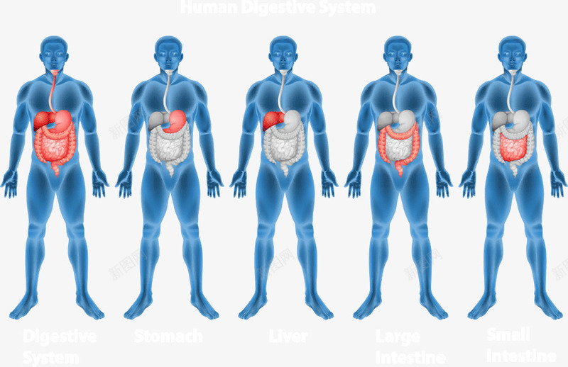 人体腹腔结构png免抠素材_88icon https://88icon.com 人 体 构 矢 结 腔 腹 量