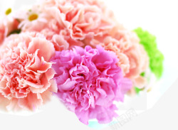 彩色温馨康乃馨花朵素材