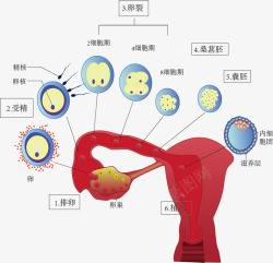 受精过程示意图素材