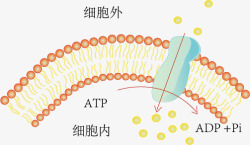 运输结构主动运输高清图片