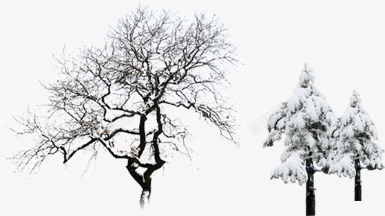挂着积雪的枯树和松树png免抠素材_88icon https://88icon.com 松树 枯树 积雪