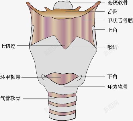 气管壁示意图png免抠素材_88icon https://88icon.com 手绘 气管壁 示意图 细胞结构 结构图