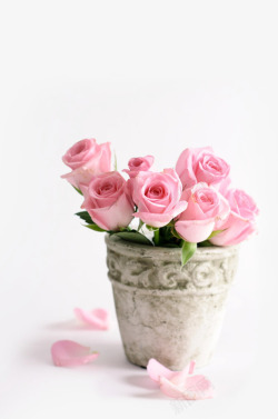 粉色温馨甜美花朵玫瑰素材