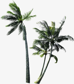 绿色海边椰树高大美景素材