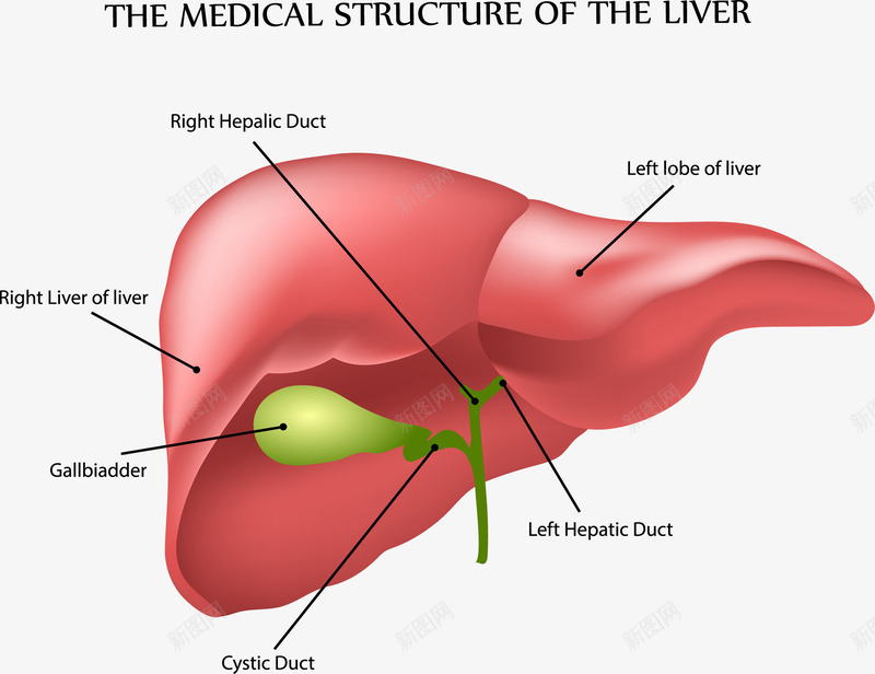 人体肝结构分析png免抠素材_88icon https://88icon.com 人体器官研究 医学 红色 肝 装饰