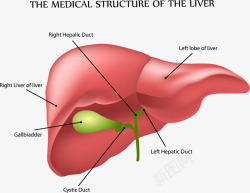 人体肝结构分析素材