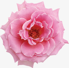 粉色温馨可爱开放花朵素材