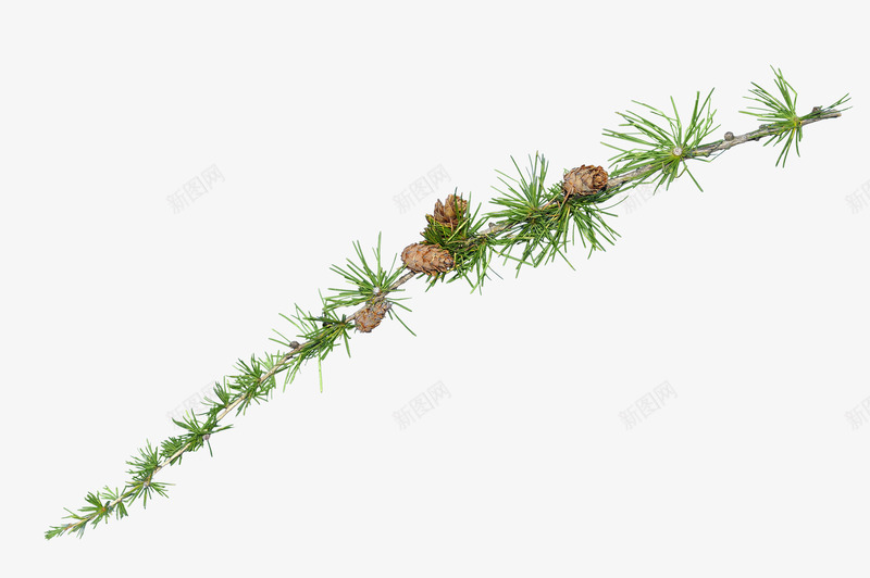 绿色松针树png免抠素材_88icon https://88icon.com 松树树叶 植物 装饰图案