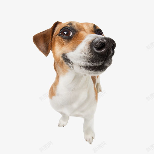 成犬狗狗宠物png免抠素材_88icon https://88icon.com 宠物 成犬 狗狗