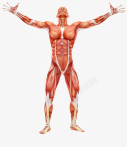 男性肌肉标本素材