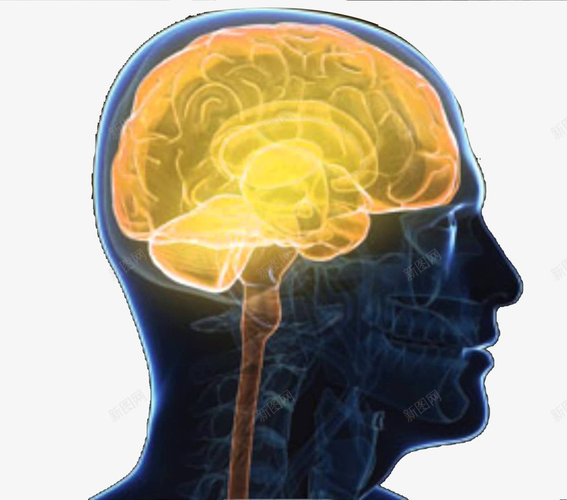 人体大脑系统示意图侧面png免抠素材_88icon https://88icon.com 大脑侧面图 神经系统 神经结构 脊髓 脑神经