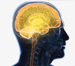 大脑侧面图人体大脑系统示意图侧面高清图片