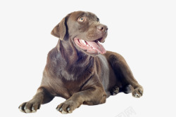 伸舌头的狗褐色拉布拉多犬高清图片