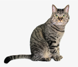 长尾巴动物黑色的猫高清图片