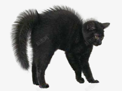 炸毛的猫png免抠素材_88icon https://88icon.com 动物宠物 受到惊吓的猫 炸毛 炸毛猫 炸毛黑猫 黑猫 黑色猫
