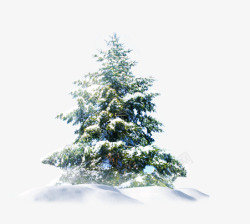 雪中松树素材