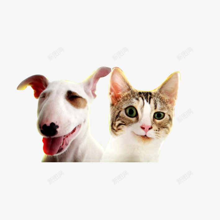 狗猫合影png免抠素材_88icon https://88icon.com 可爱 宠物 狗 狗猫合影 猫