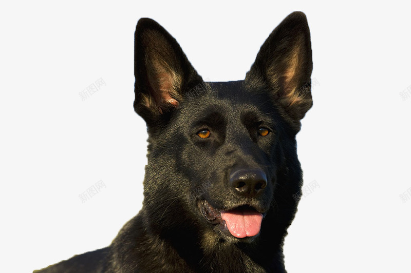 黑色德国牧羊犬png免抠素材_88icon https://88icon.com 宠物 宠物狗 德国牧羊犬 德牧