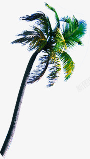 绿树椰树高大风光素材
