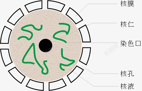 核仁示意图png免抠素材_88icon https://88icon.com 核仁 生物学 研究 细胞结构 结构图