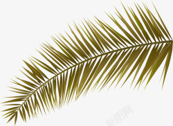 椰树树叶素材