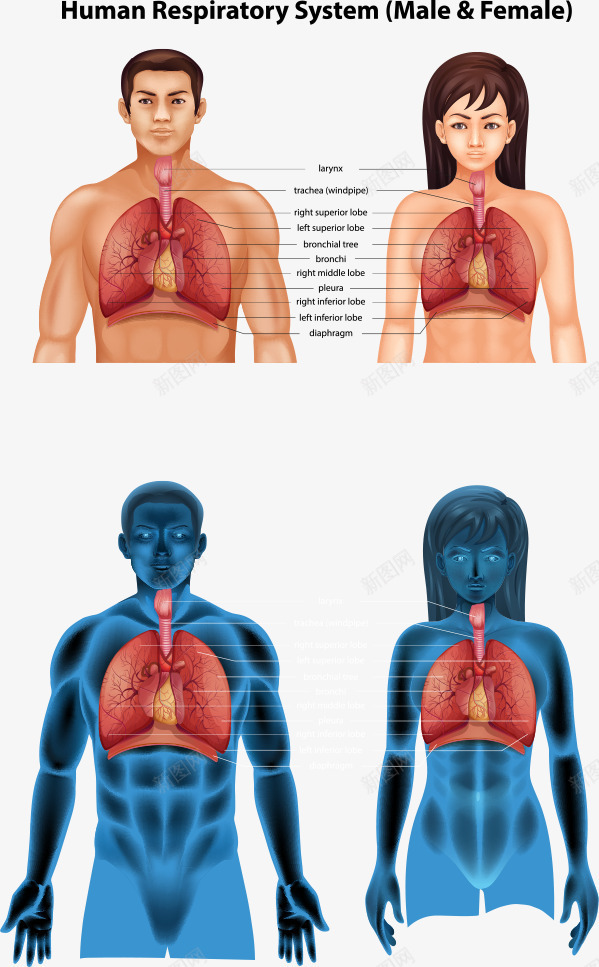 男女人体肺部结构png免抠素材_88icon https://88icon.com 人体结构 人体肺部结构 肺部 肺部结构