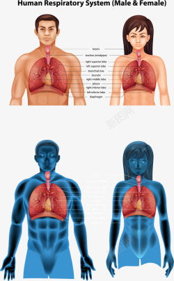 男女人体肺部结构素材