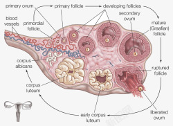 女性生殖皿女性生殖器官生物医学插图高清图片