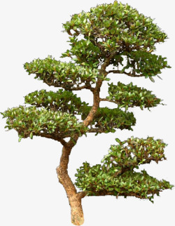 层层的大松树素材