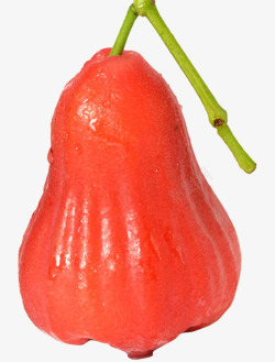 爪哇蒲桃水果高清图片