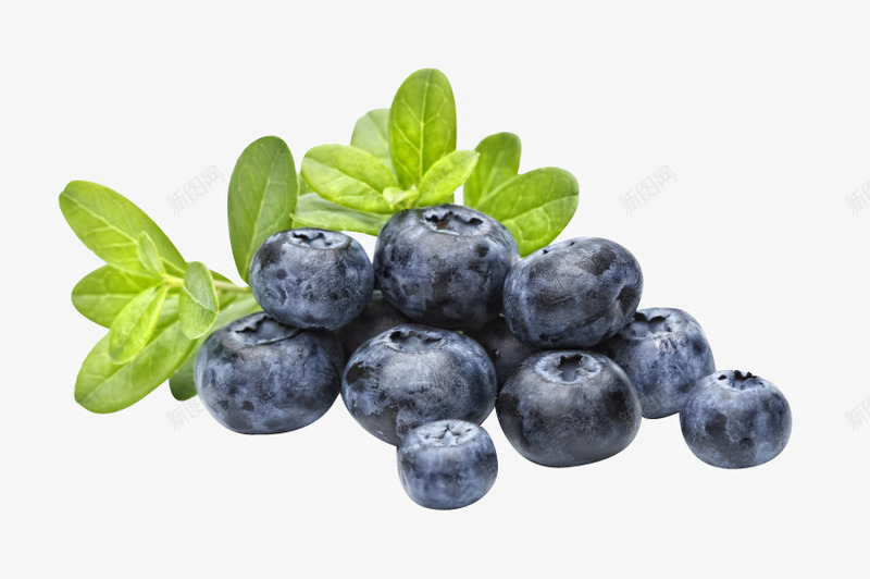 新鲜的多汁蓝莓png免抠素材_88icon https://88icon.com 多汁风格 新鲜风格 水果素材 美食素材 蓝莓素材