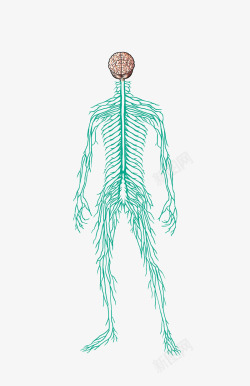 人体神经简易示意图素材