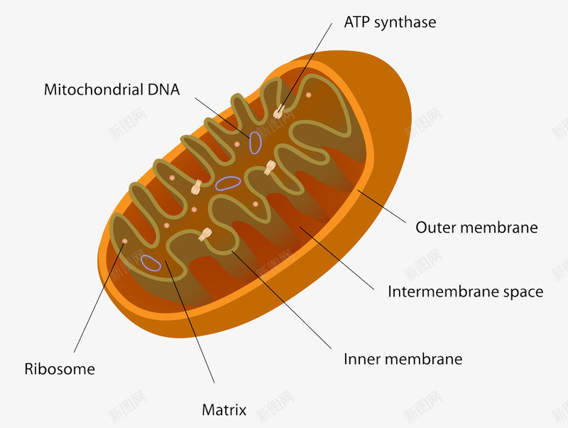 生物医学细胞手绘图png免抠素材_88icon https://88icon.com 医学细胞 生物 研究 细胞 结构