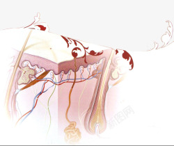 皮下皮肤组织素材