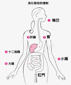 身体组织结构消化图素材