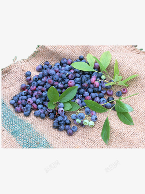 麻布上的蓝莓png免抠素材_88icon https://88icon.com 产品实物 可口的蓝莓 好吃的蓝莓 漂亮的蓝莓