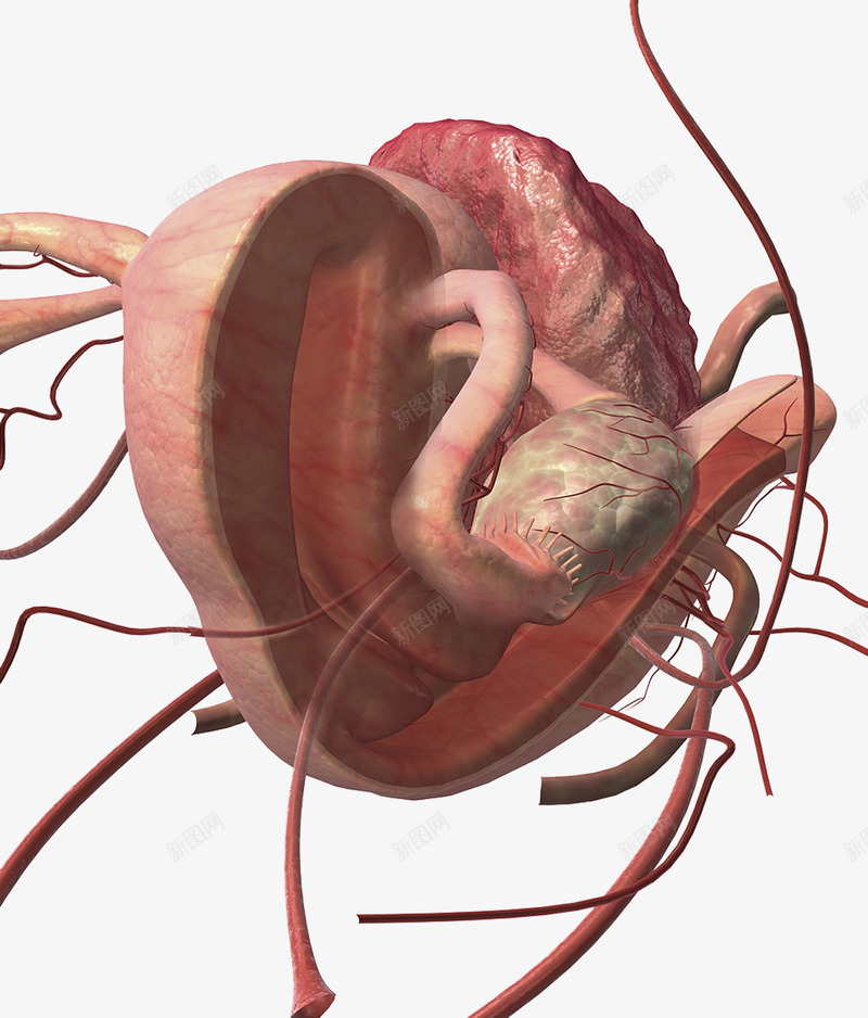子宫输卵管横切面插图png免抠素材_88icon https://88icon.com 人体结构 受精卵 横切面 生理学 血管 解剖 输卵管