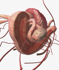 生理学子宫输卵管横切面插图高清图片