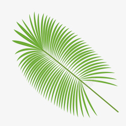 椰树树叶素材