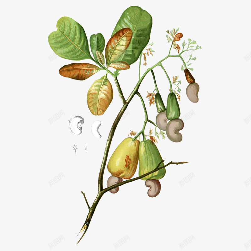 手绘腰果树植物插画png免抠素材_88icon https://88icon.com 手绘 手绘腰果 插画 果实 果枝 植物 百科 腰果 腰果树